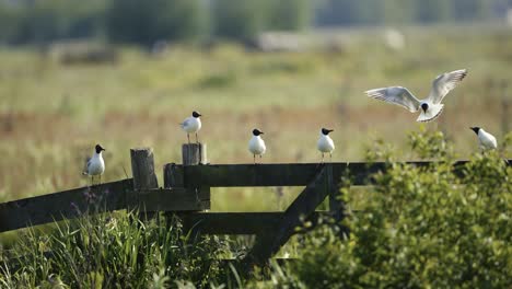 gaviotas de cabeza negra en una valla de campo