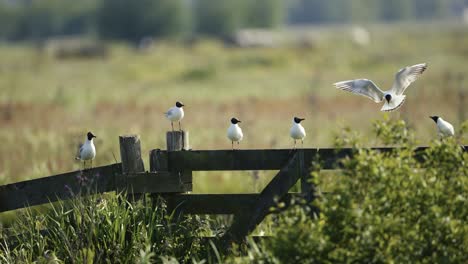 black-headed gulls on a country fence