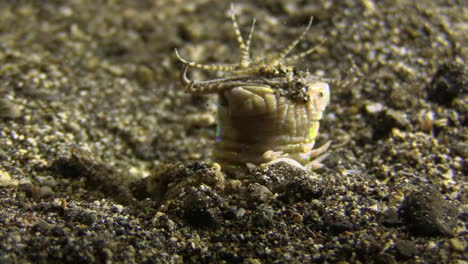Bobbit-worm-lurking-in-seabed,-coming-out-of-burrow-during-night