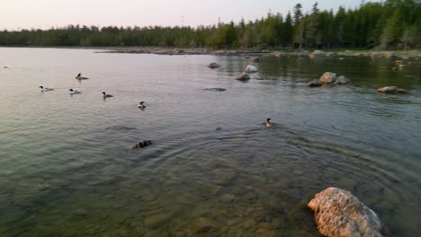 aerial orbit of merganser ducks swimming