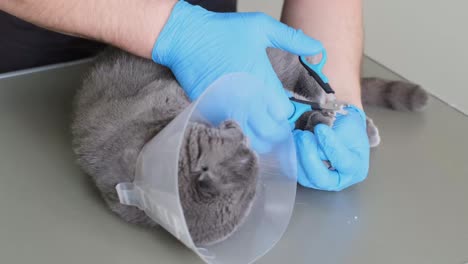 veterinarian trimming a cat's nails