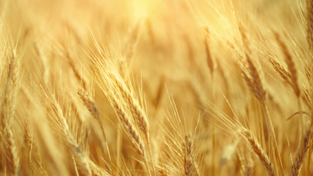 A truly cinematic shot of golden wheat swaying in the summer breeze, bathed in warm sunlight. Captures the peaceful, abundant beauty of nature