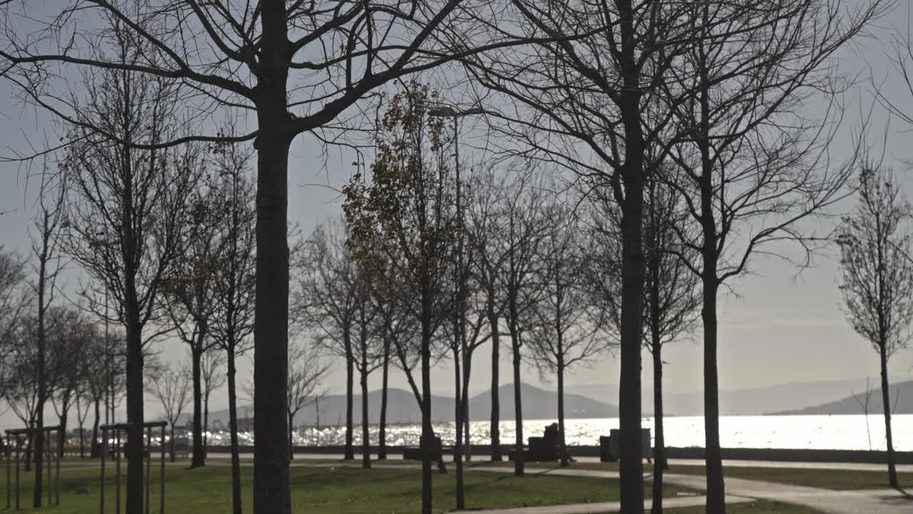 나무와 함께 숲 uhd 4k