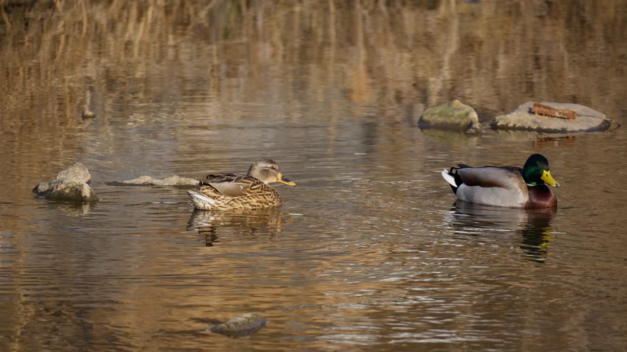 Coppia di germani reali selvatici (maschio e femmina) che nuotano insieme in un ruscello poco profondo in un parco autunnale.