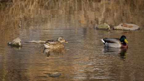 Una-Pareja-De-Patos-Salvajes-Macho-Y-Hembra-Nadan-Juntos-En-Aguas-Poco-Profundas-Del-Arroyo-En-El-Parque-De-Otoño