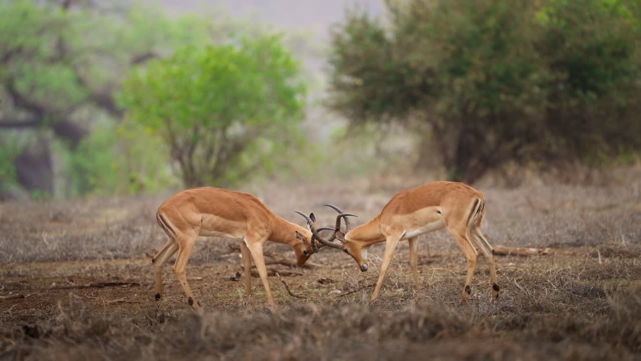 el macho de impala aepyceros melampus luchando o luchando en el parque nacional de gonarezhou, zimbabue 03