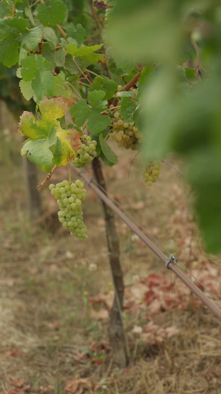 Diversi grappoli d'uva bianca pendenti dalla vite sopra terreno arido e filo del traliccio