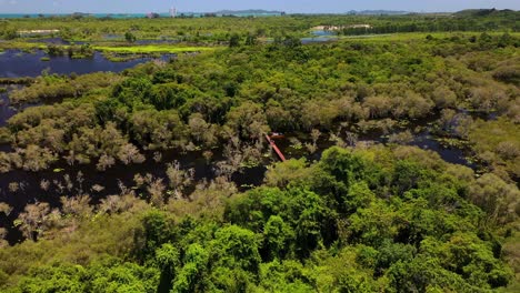 Rote-Holzbrücke-Mit-Touristischem-Paar,-Das-Im-Mangrovenwald-Des-Botanischen-Gartens-In-Rayong,-Thailand,-Spazieren-Geht,-Luftneigung-Nach-Unten