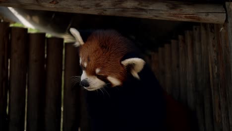 panda rojo descansando en su refugio en el zoológico