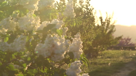 Paisaje-De-Primavera-Y-Flores-En-Francia