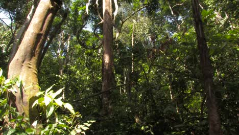 The-Thomas's-langur,-Presbytis-thomasi,-langur-de-Thomas,-group-jumping-leaping-through-the-rainforest-canopy-in-an-open-shot,-Ujung-kulon,-Panaitan,-Java,-Indonesia