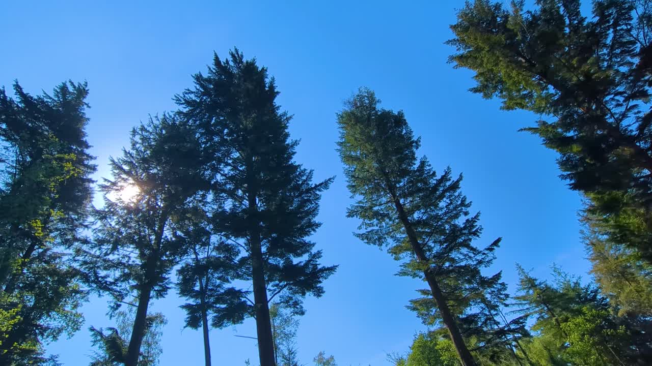 Wide Angle Panning View of Tall Pine Trees with Sun Flare Shining Through Branches with Clear Blue Sky.