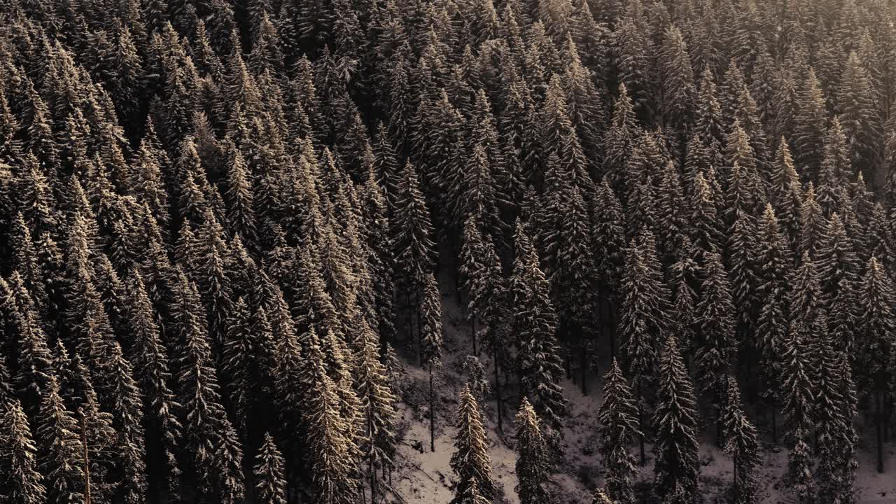 Foggy morning in the romanian mountain