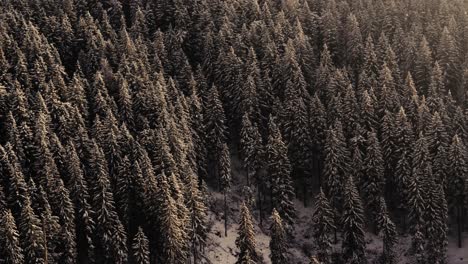 foggy morning in the romanian mountain