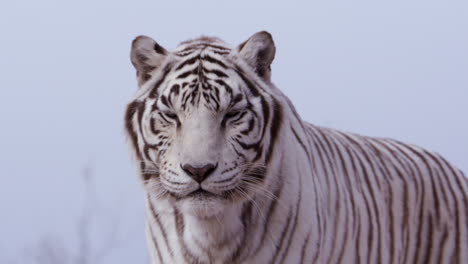 white tiger looks uninterested towards camera then bows down
