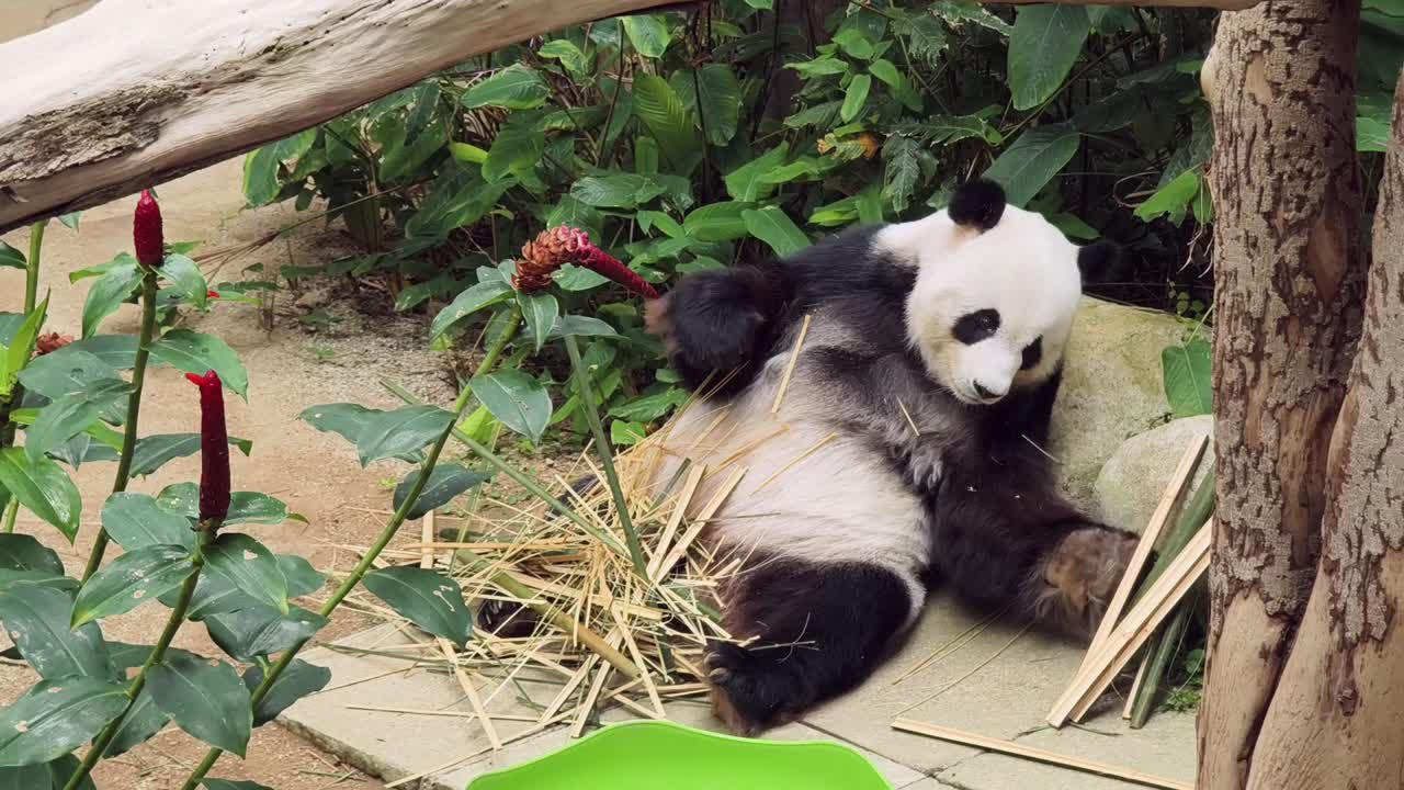 panda comiendo bambú