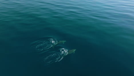 Scenic-View-Of-Calm-Blue-Water-Of-Adriatic-Sea-With-Two-Dolphins-Swimming-Near-Losinj-Island,-Croatia