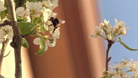 Abeja-De-Miel-Caminando-A-Través-De-Algunas-Flores-Con-La-Luz-Del-Atardecer,-Otros-Flotan-Fuera-De-Foco-En-El-Fondo