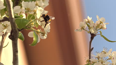 abeja de miel caminando a través de algunas flores con la luz del atardecer, otros flotan fuera de foco en el fondo
