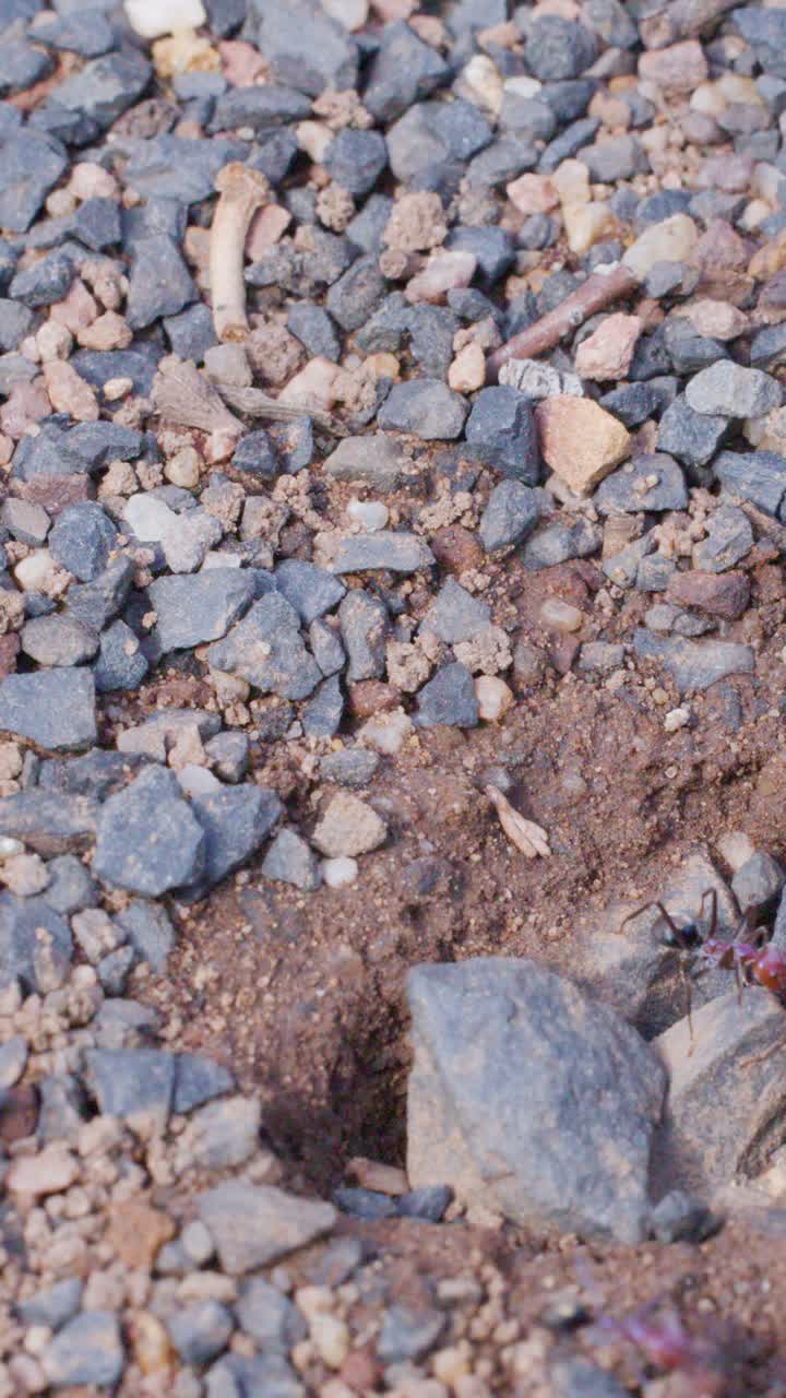 Tyremyrer flytter aktivt ind i redehul blandt sten og jord, naturligt dagslys, statisk kamera