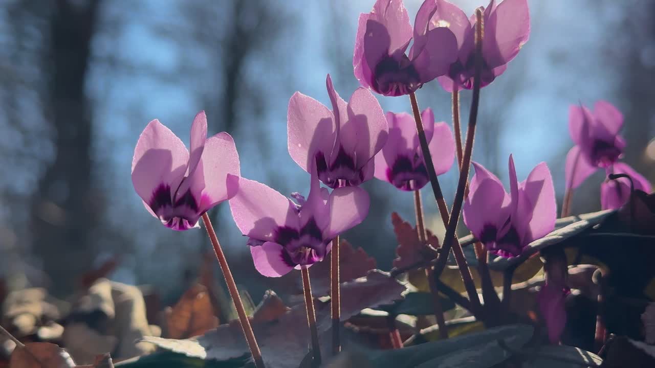 Sunlight cyclamen wild flower in mountain forest winter bloom blooming beauty botany colorful cyclamen hederifolium flora hyrcanian iran leaves natural nature outdoor park pink purple wild tehran now