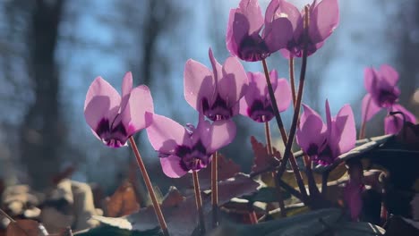 sunlight cyclamen wild flower in mountain forest winter bloom blooming beauty botany colorful cyclamen hederifolium flora hyrcanian iran leaves natural nature outdoor park pink purple wild tehran now