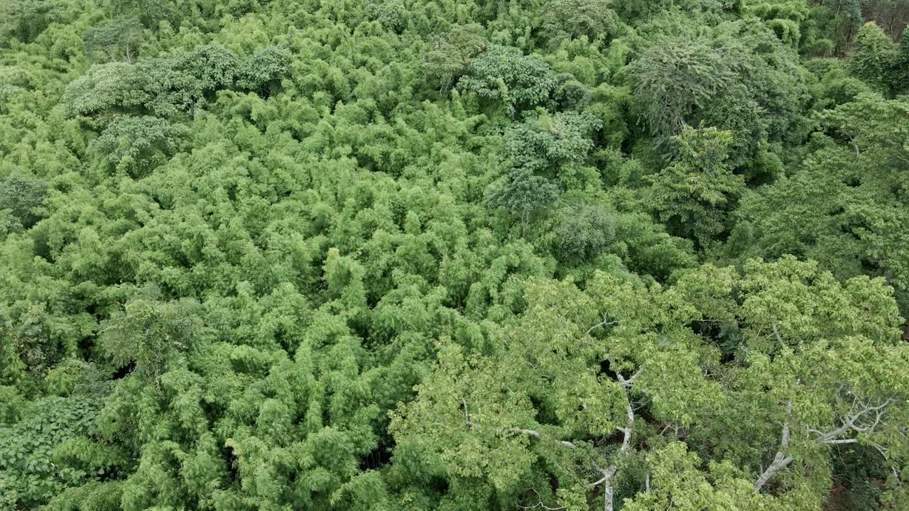 tiro aéreo ascendente de un denso bosque de bambú en medio de una jungla