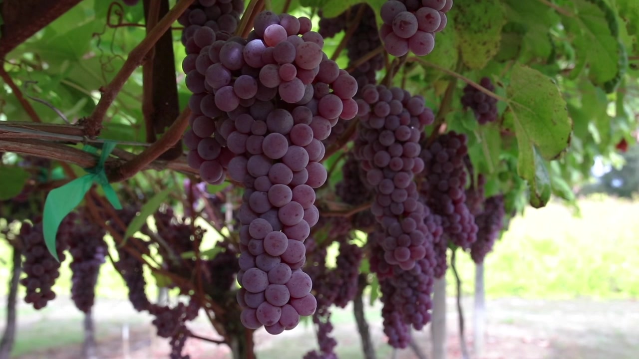 uva matura presso la fattoria in autunno