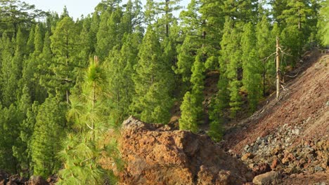 volcanic landscape and lush green pine tree forest at hiking trail, tenerife