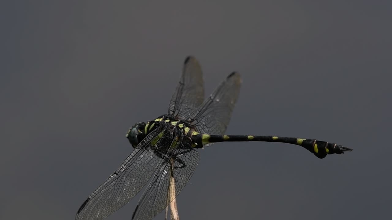 la libélula de cola de brida común se ve comúnmente en tailandia y asia