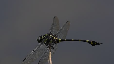 la libélula de cola de brida común se ve comúnmente en tailandia y asia