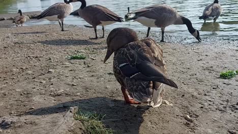 los patos reales femeninos juegan mientras los gansos canadienses comen a orillas del lago