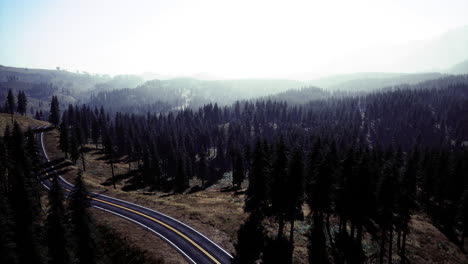 winding road through dense evergreen forest under a soft morning light