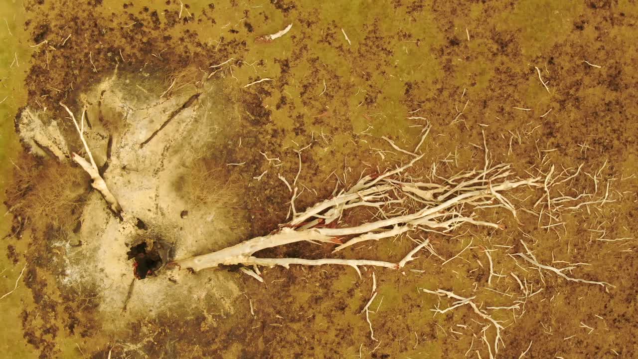 vista aérea de un árbol quemado en un paisaje estéril después de un incendio forestal, mostrando la destrucción y la recuperación, ideal para documentales ambientales, australia