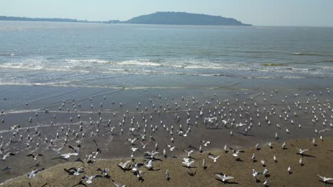 pájaros volando en un dron de río moviéndose vista frontal amplia