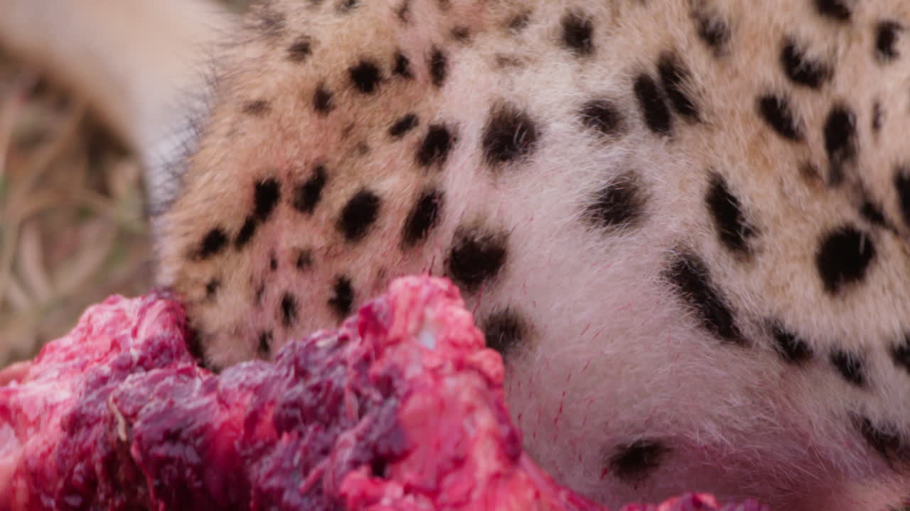 Extreme close up shot of a cheetah's head ravaging a gazelle