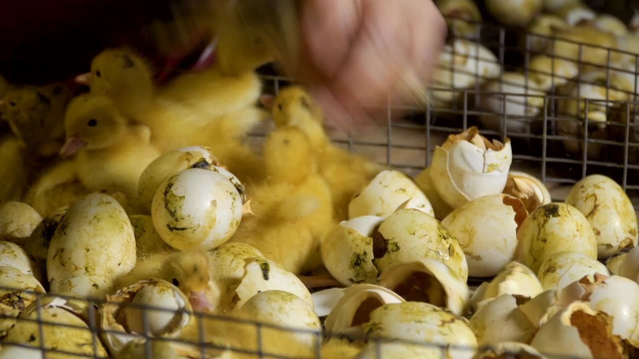 Farmer sort newborn ducklings from eggs