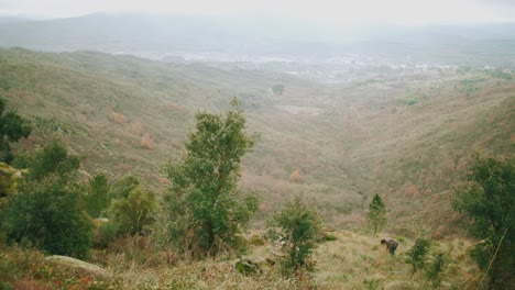 Primitive-Villager-doing-manual-harvest-on-hillside-over-wide-valley,-static-shot