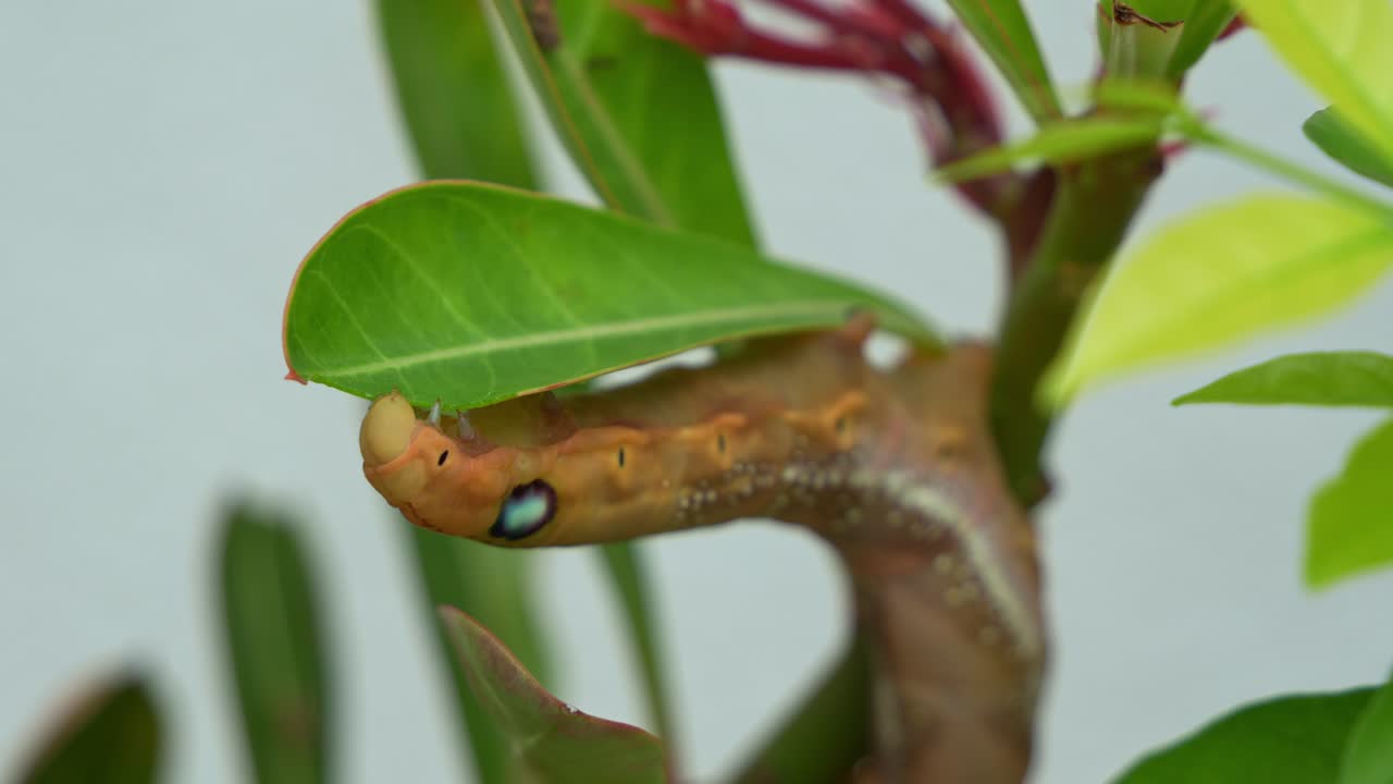 una hambrienta oruga de polilla de oleander con apariencia marrón naranja, se aferra a la planta, alimentándose del tallo verde y las hojas en su hábitat natural, tiro de cerca