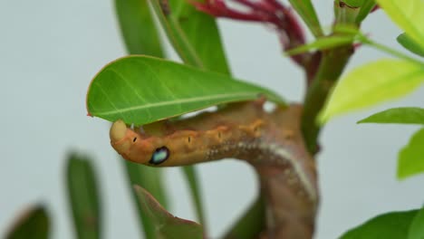 a hungry oleander hawk-moth caterpillar with orange brown appearance, clings on the plant, feeding on the green stem and leaves in its natural habitat, close up shot