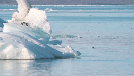 Cabeza-De-Foca-Nadando-En-Agua-De-Mar-A-Lo-Largo-De-Un-Iceberg-Congelado-En-Islandia