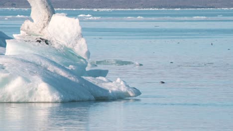 head of seal swimming in sea water along frozen iceberg in iceland