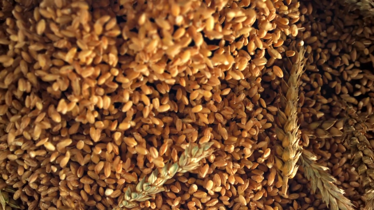 Chicchi e spighe di grano dorato con chicchi freschi che cadono.