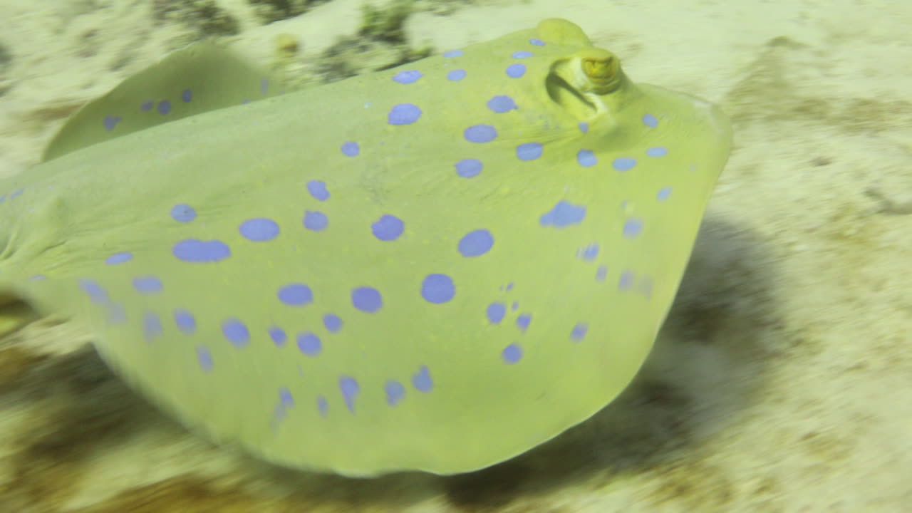 raya azul en el mar rojo al lado del arrecife de coral