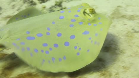 bluespotted stingray in the red sea beside the coral reef