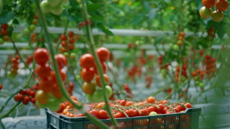 red tomatoes branches growing in warm sunny greenhouse transportation process