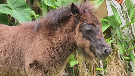 un caballo marrón en un jardín