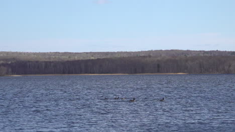 ganso de canadá aterrizando en un lago