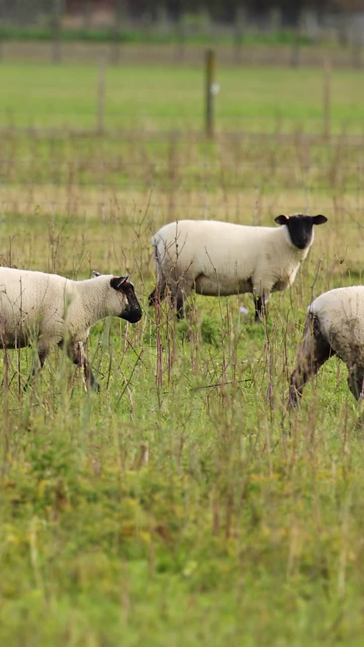 Un piccolo gregge di pecore dal muso nero cammina attraverso un campo verde lussureggiante in Nuova Zelanda.