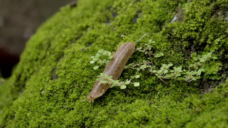 snail moving on moss grassy rock